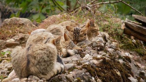 Cats relaxing on rock