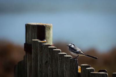 Close-up of bird perching on wooden post