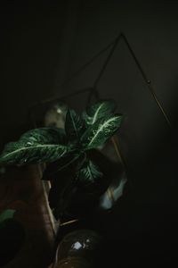 Close-up of plant against dark background