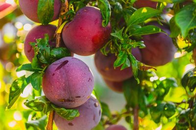 Plum tree, growing organic fruits closeup.