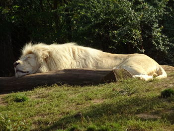 Lion is relaxing