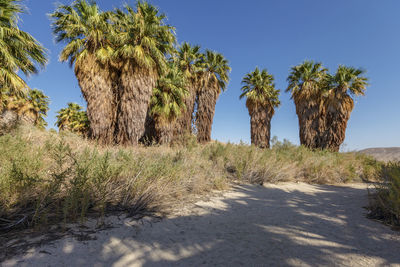 View of trees against clear blue sky