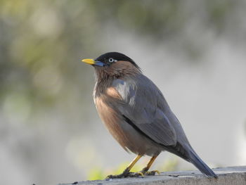 Close-up of bird