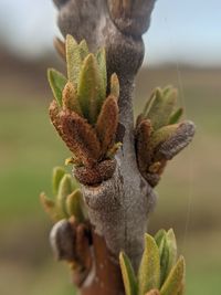 Close-up of flower growing on field