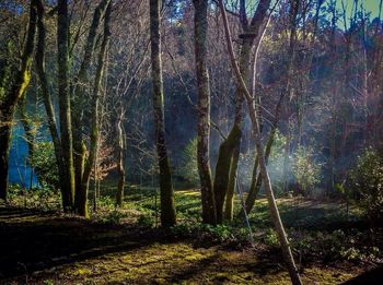 Trees in forest