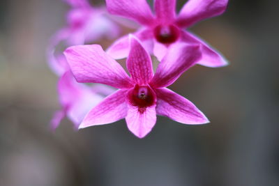 Close-up of pink flowers blooming outdoors