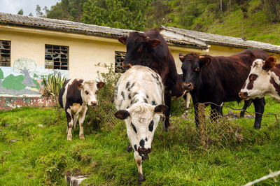 Cows on grassy field