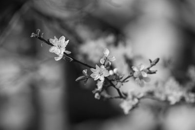 Close-up of cherry blossoms