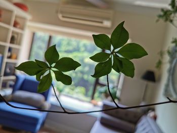 Close-up of potted plant on table