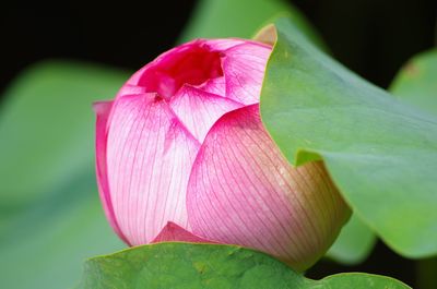 Close-up of pink lotus water lily