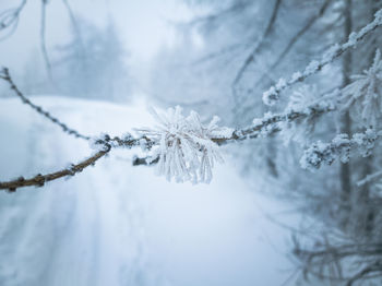 Close-up of frozen plant during winter