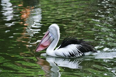 Swan swimming in lake