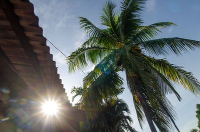 Low angle view of palm tree against sky