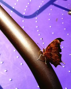 Close-up of butterfly perching on leaf