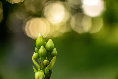 Close-up of flower buds growing outdoors
