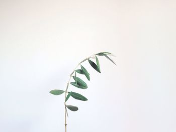 Low angle view of leaves