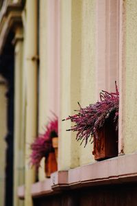 Close-up of pink flowering plant against building