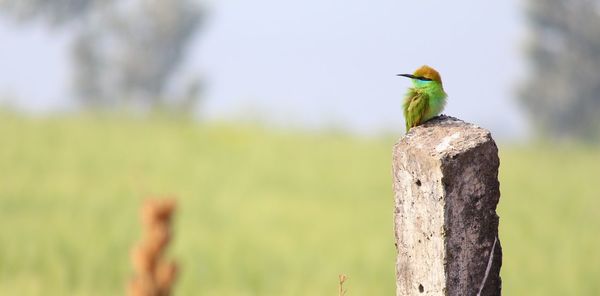 Close-up of bird perching on wooden post