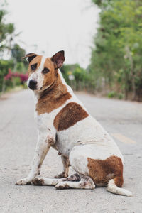 Portrait of dog sitting on road