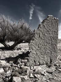 Plants growing on rocks against sky