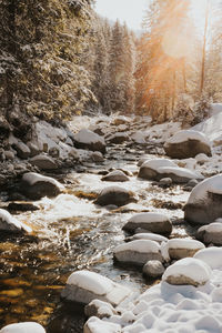 Surface level of stream flowing in forest