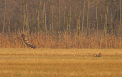 View of horse on field