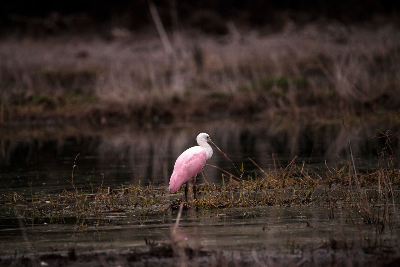 CLOSE-UP OF BIRD IN WATER