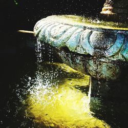 Close-up of turtle in water