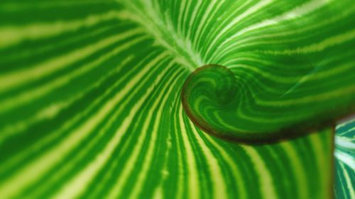 Full frame shot of palm leaves