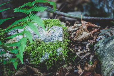 Close-up of moss growing on rock