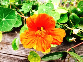 Close-up of orange flower blooming outdoors