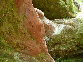 Close-up of moss on rock