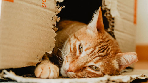 Close-up of a cat resting