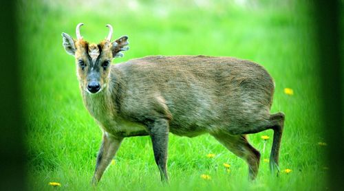 Rabbit on grassy field