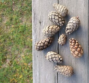 High angle view of bread on tree