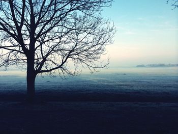 Bare trees on landscape
