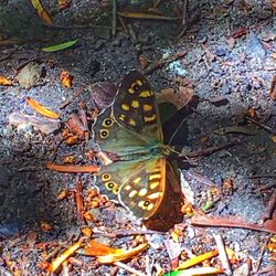 High angle view of butterfly on leaf