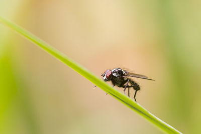 Close-up of fly on leaf