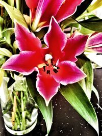 Close-up of pink flowers