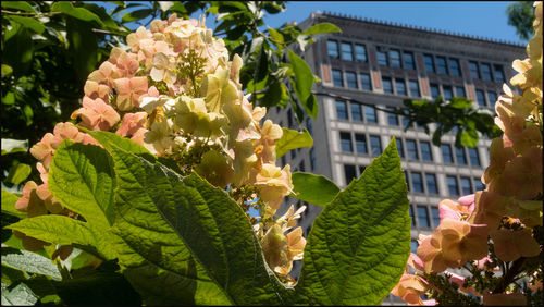 Close-up of flowering plant against building