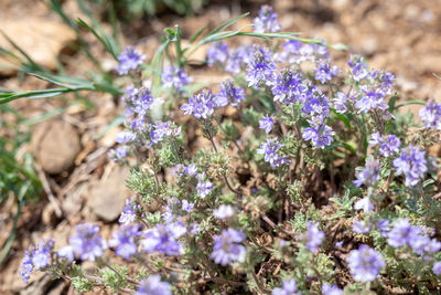 Close-up of purple flowering plants on field