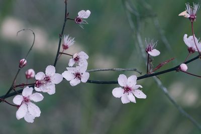 Close-up of pink cherry blossoms