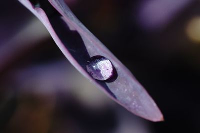 Close-up of purple flower