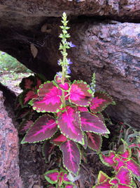 Close-up of pink flowers hanging on tree trunk