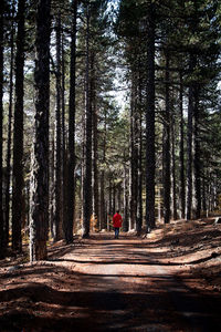 Rear view of people walking on road amidst trees in forest