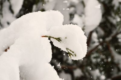 Close-up of white flowers