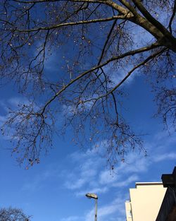 Low angle view of tree against sky