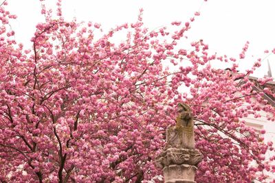 Low angle view of pink flowers blooming in park