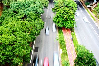 High angle view of plants