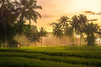 Palm trees on field against sky during sunset